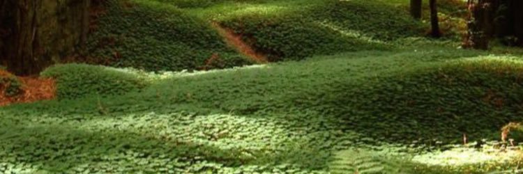 DensineMusic's profile banner image