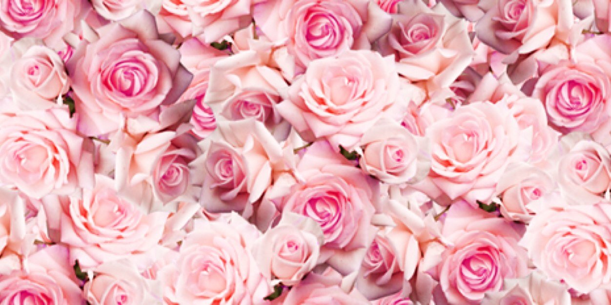 Haley_Galler's profile banner image