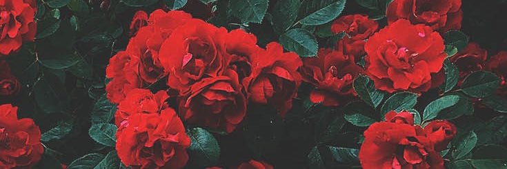 Oriclum's profile banner image