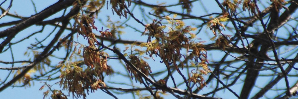 GreenLifeMN's profile banner image