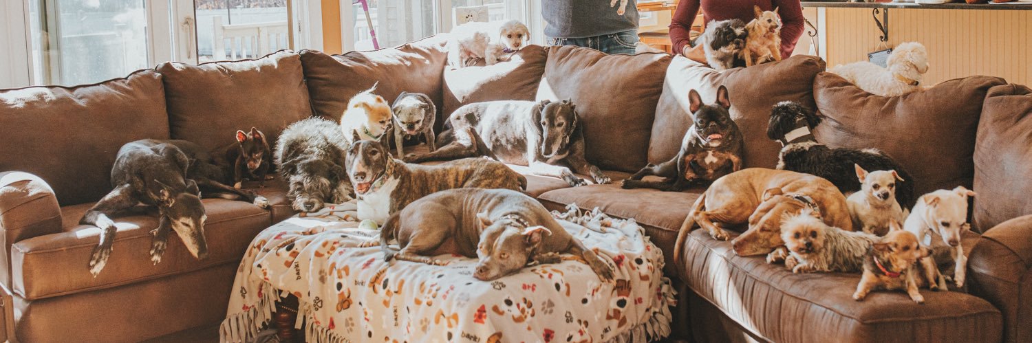 RescueDogHouse's profile banner image