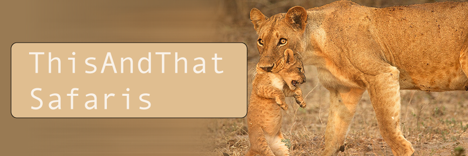 ThisAndThatSafa's profile banner image