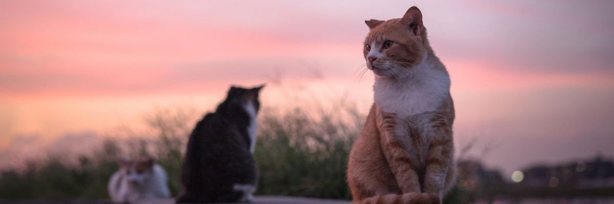 afruitofsand's profile banner image
