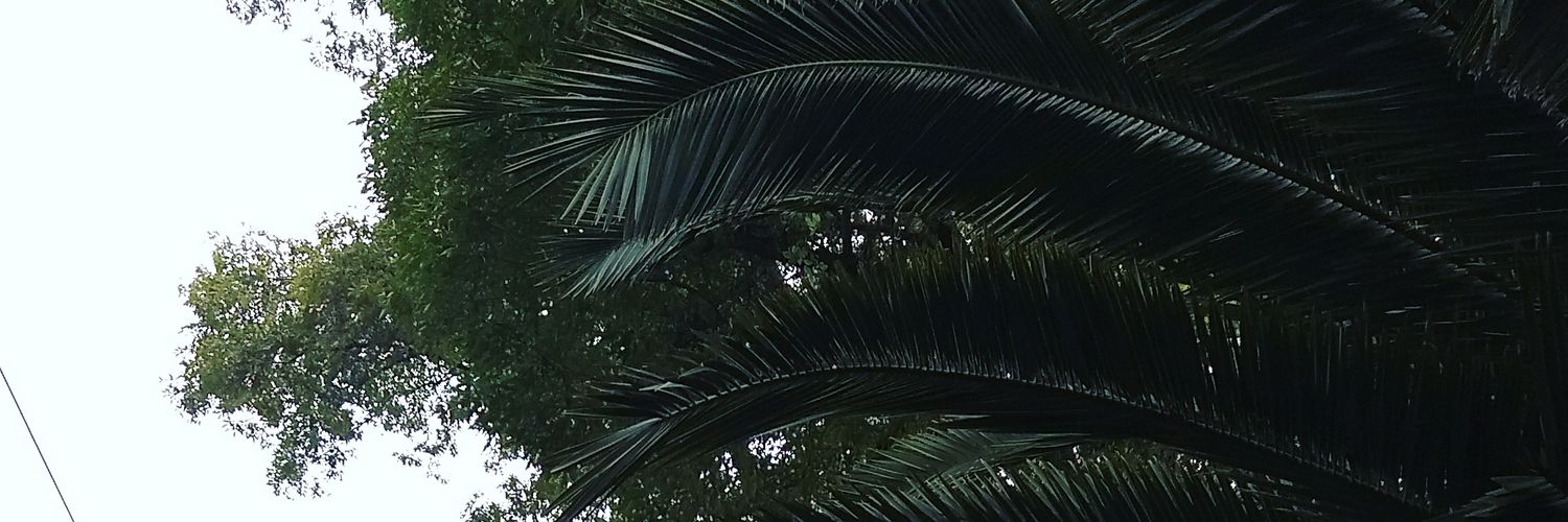 Luisquirui's profile banner image