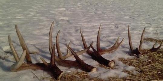 Shed_Hunting's profile banner image
