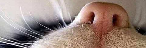 singerkenn's profile banner image
