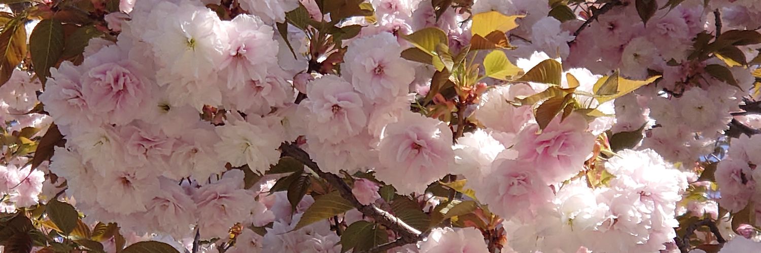 haniwapeace's profile banner image