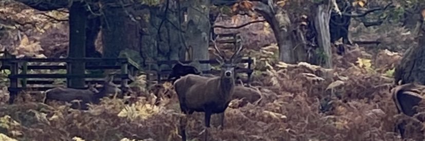 Simone Freeman banner