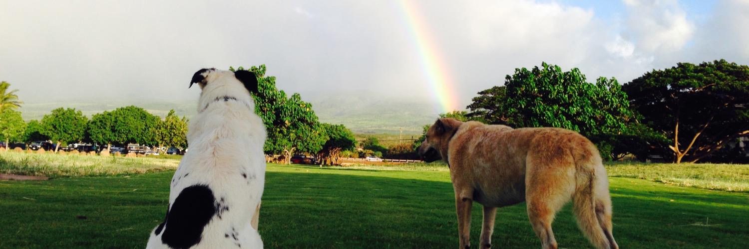 mauitw's profile banner image