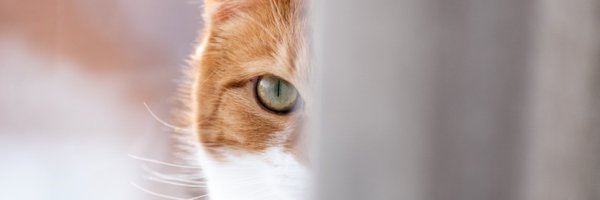 snowd99 Profile Banner