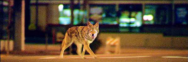 Ella/She 🐎🦝🐦‍⬛ banner