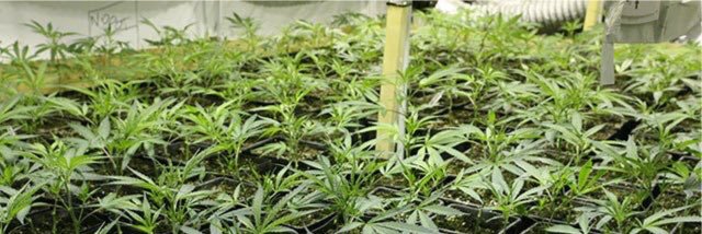 RhoadIslandHemp's profile banner image