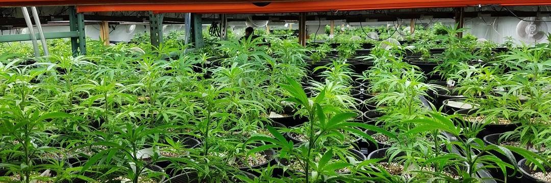 DelawareHemp's profile banner image