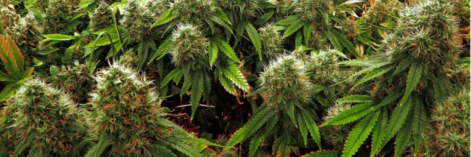 CapitolHillHemp's profile banner image