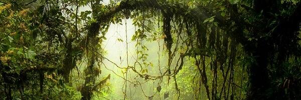 The__Forest's profile banner image