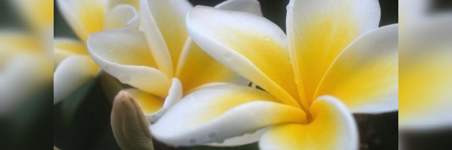 juzzgonz's profile banner image