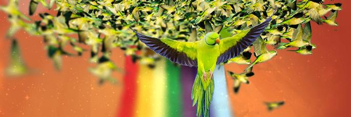 GreenParrotSeed's profile banner image