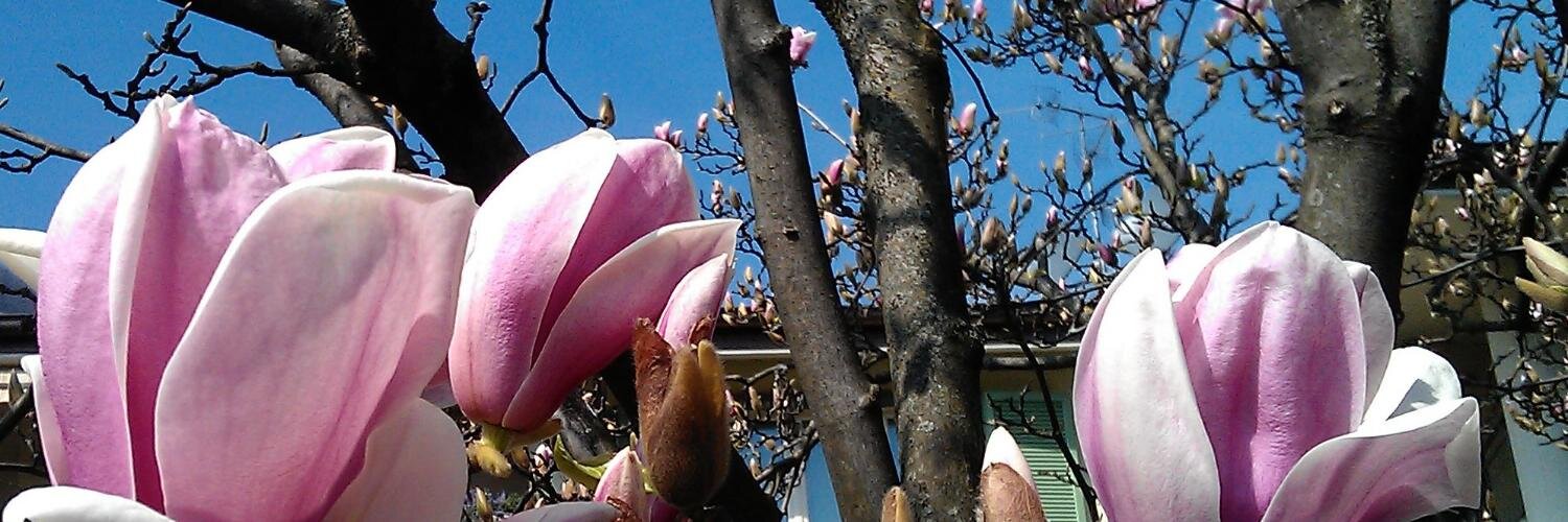 faustina gilbey banner