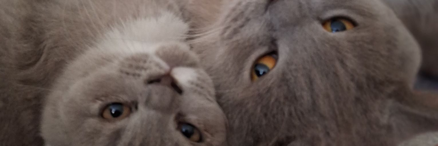 obscurityeda's profile banner image