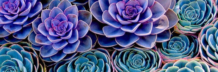 LisaBaller's profile banner image
