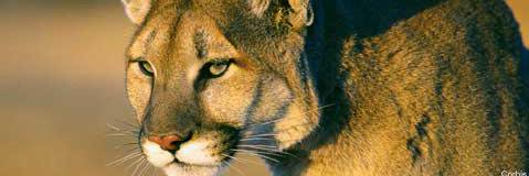 National Wildlife Federation Action Fund banner