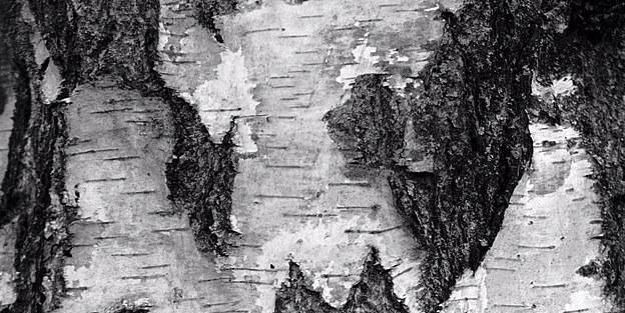 wooding wildfoodlab banner