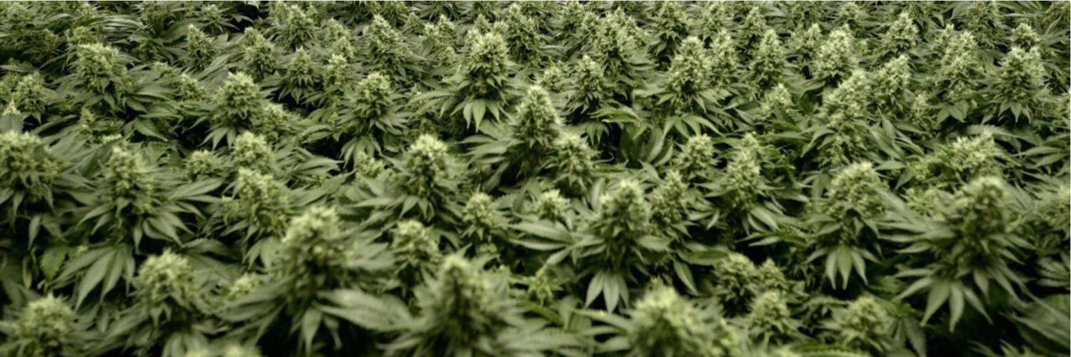 Florida_Hemp's profile banner image