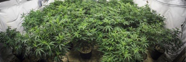 Illinois_Hemp's profile banner image