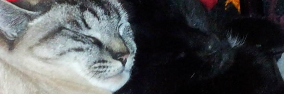 Badson42's profile banner image