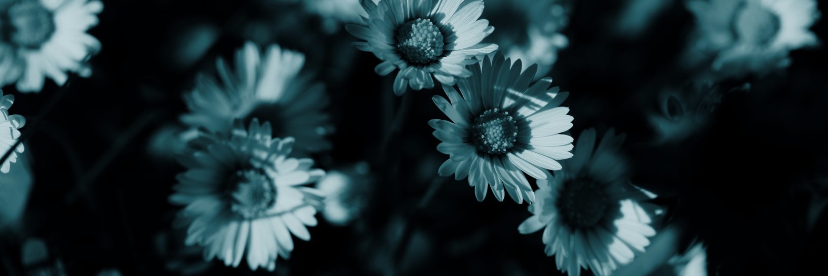 Kobeleva_Dasha's profile banner image