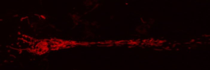 DrDTrigo's profile banner image