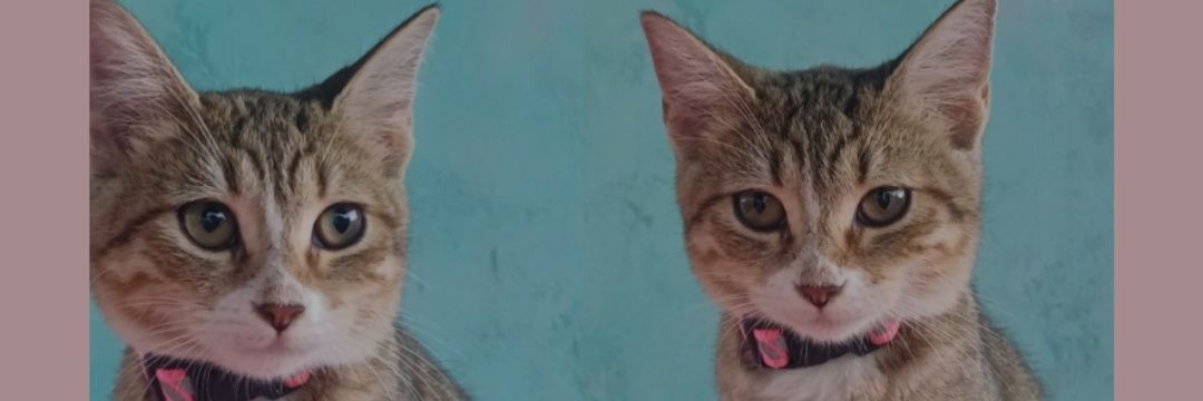 anysa010's profile banner image