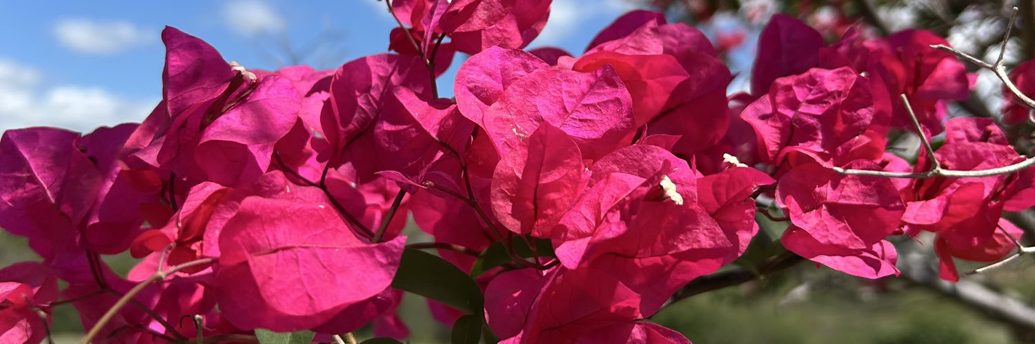 lyramarina's profile banner image