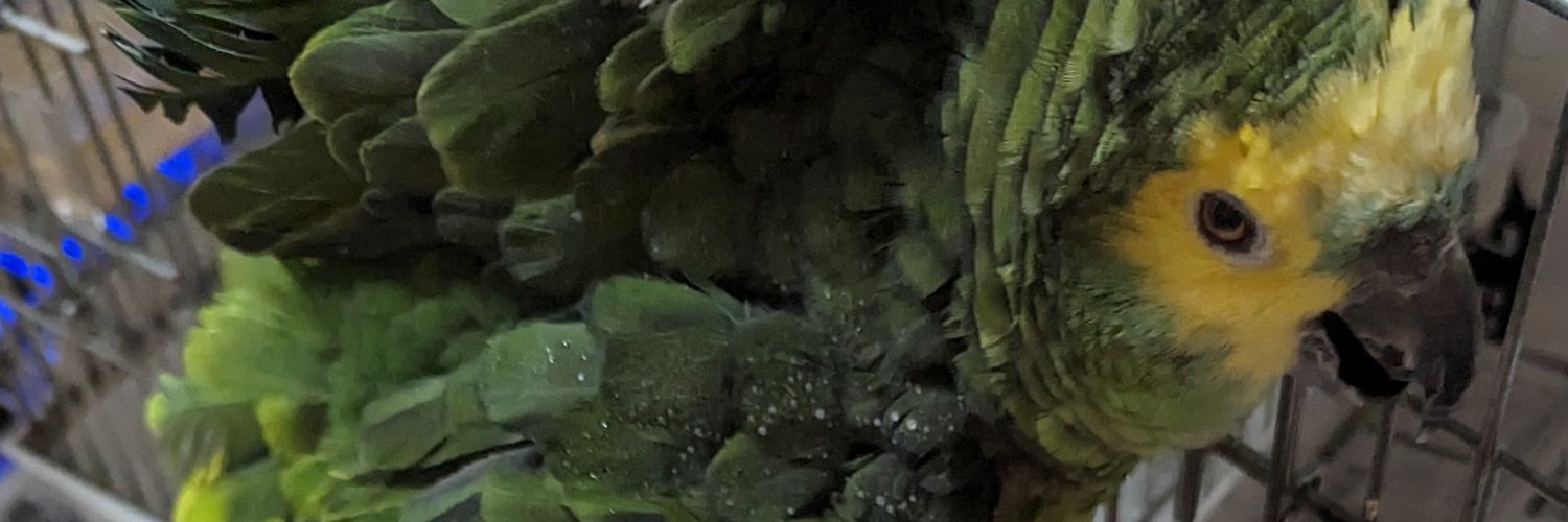 auroraspice's profile banner image