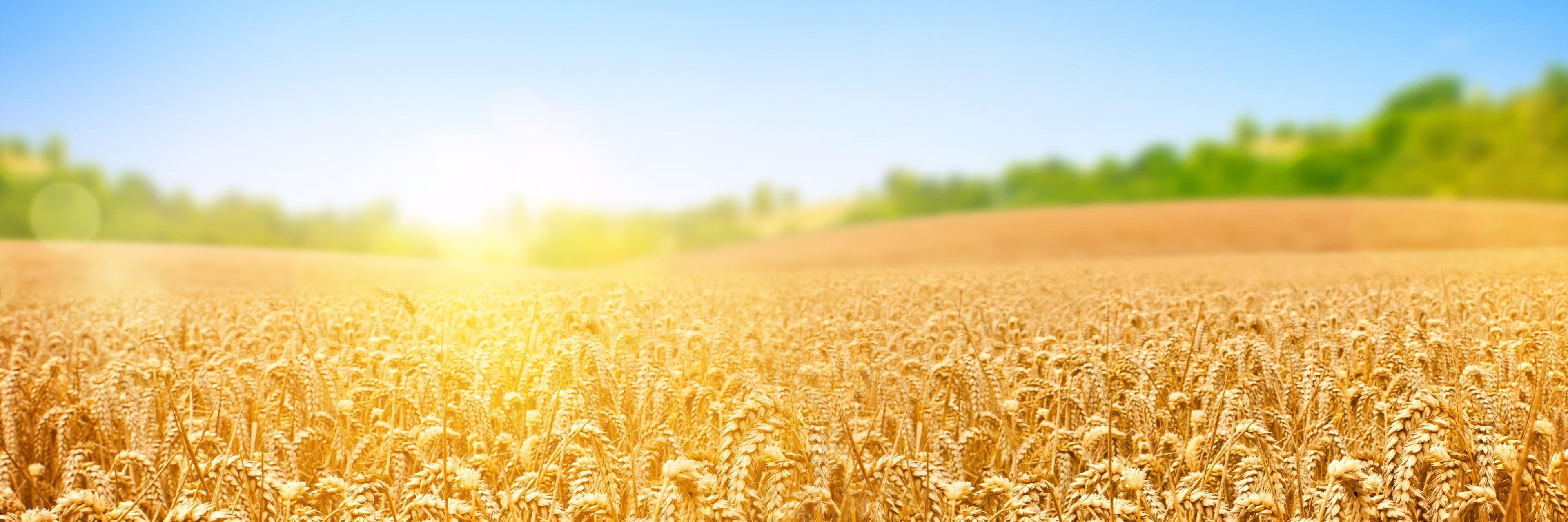 GrainCo banner