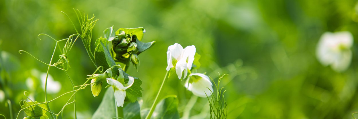channott's profile banner image