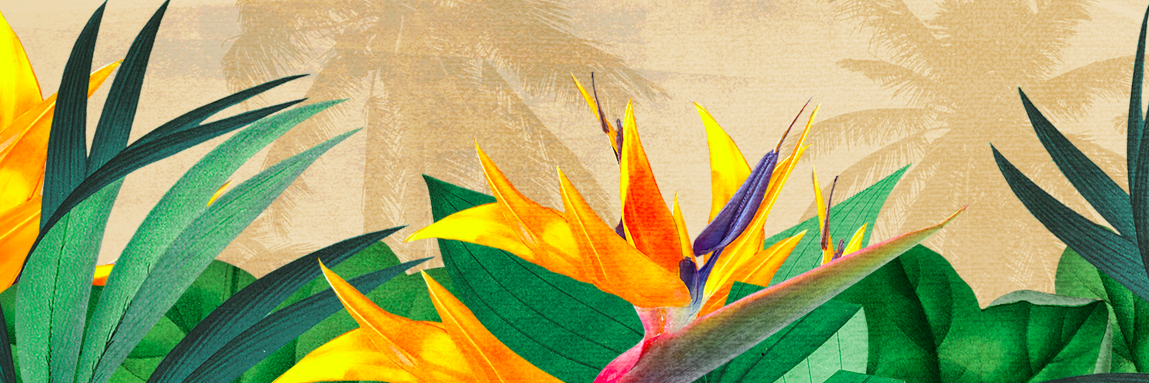 AOP_Records's profile banner image