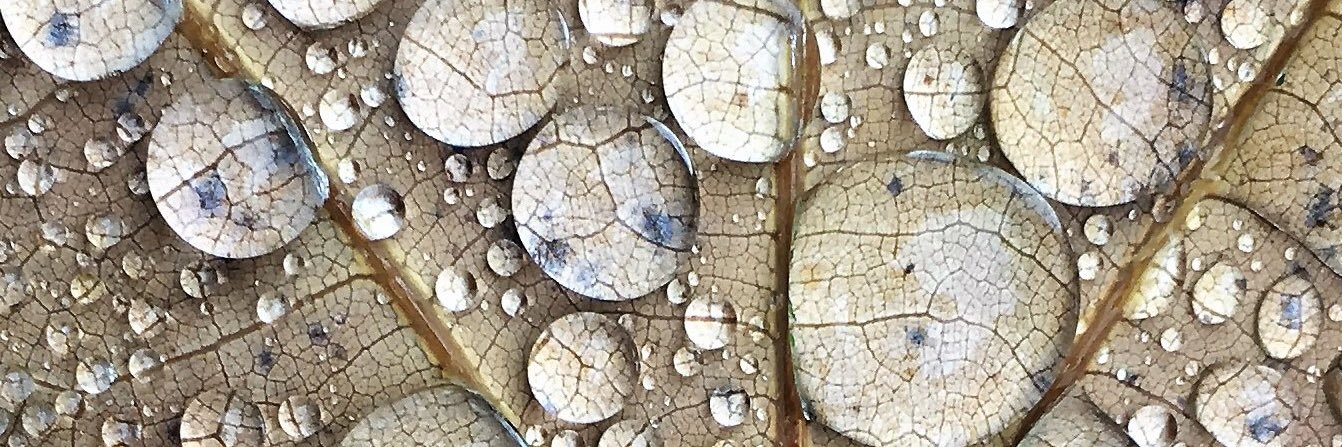 tree_myco_man's profile banner image