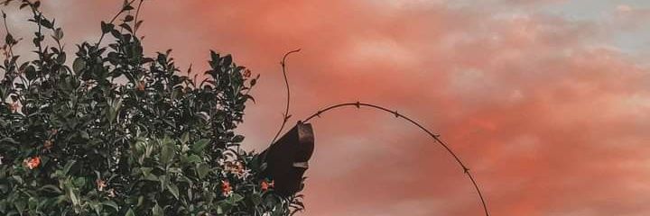 rooborghi's profile banner image