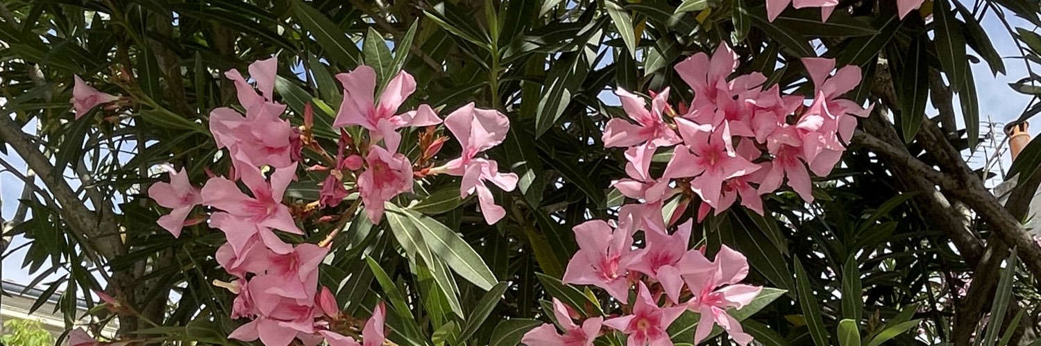 JacquesCapucine's profile banner image