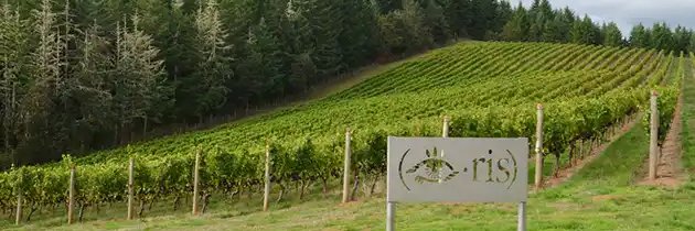 Iris Vineyards banner