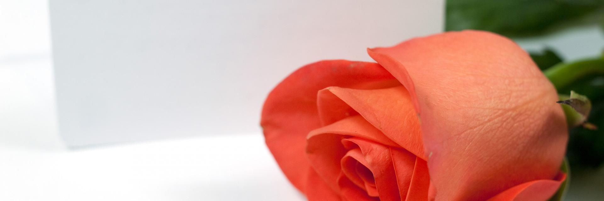 SloanKinney's profile banner image
