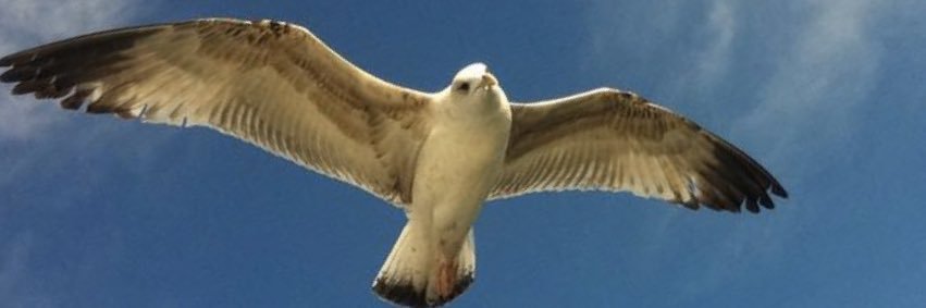 blueeagle91's profile banner image