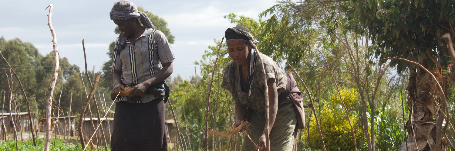 World Development banner