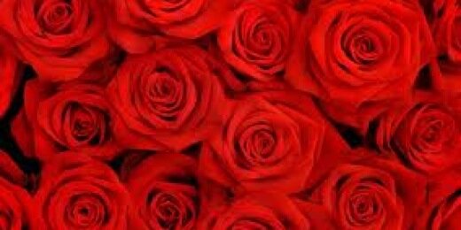 WicklowRose's profile banner image