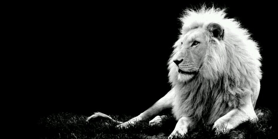 ___________king's profile banner image