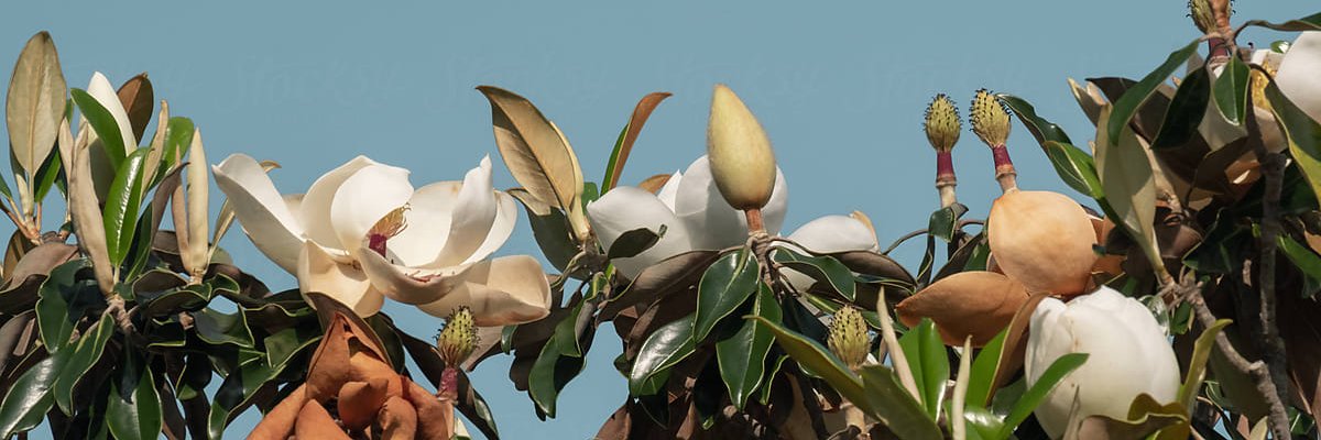 nataliefschoch's profile banner image