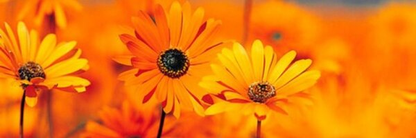 3Cusa Profile Banner