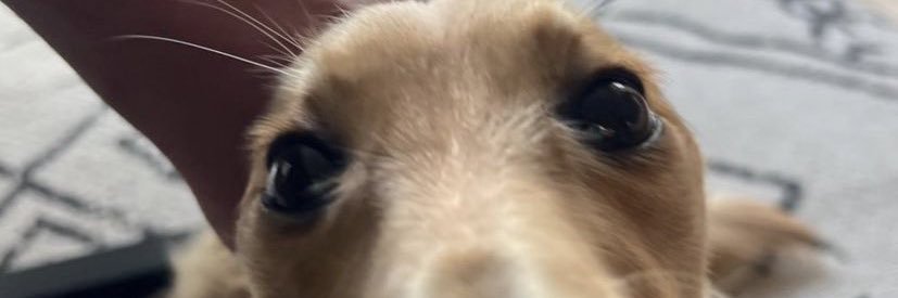 Beaglecious's profile banner image