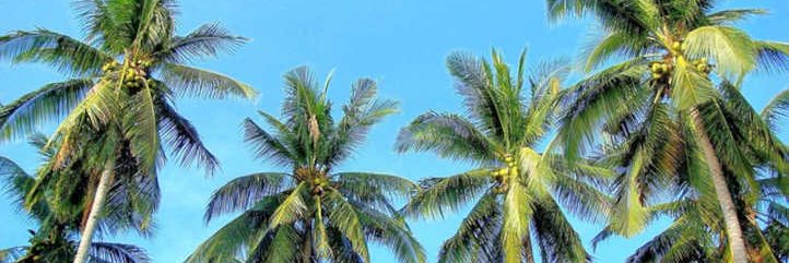 reveal banner